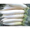 Chinese Snow White Radish Seed For Growing